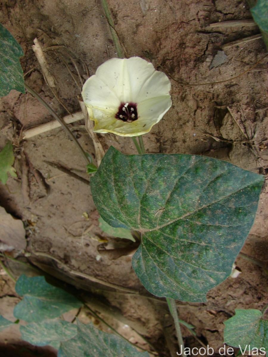 Hewittia malabarica (L.) Suresh